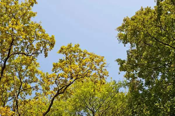 一幅幅绿叶的树的清晰景象 在蓝天的映衬下被阳光照亮 树枝和树叶都是细密的 在日光下展现自然环境 免版税图库照片