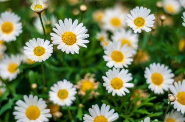 Çiçek açmış beyaz ve sarı papatyaların yakın plan resmi, canlı renkleri ve yeşil yaprakların arka planına karşı merkezlerin detaylı dokularını sergiliyor..