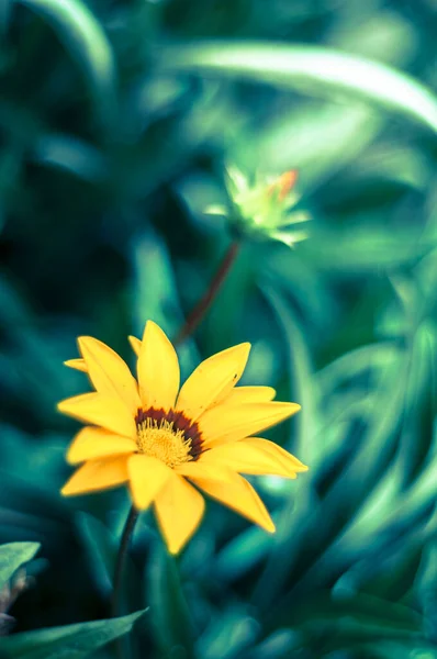 Una Vívida Flor Amarilla Destaca Contra Frondoso Follaje Verde Sus — Foto de Stock