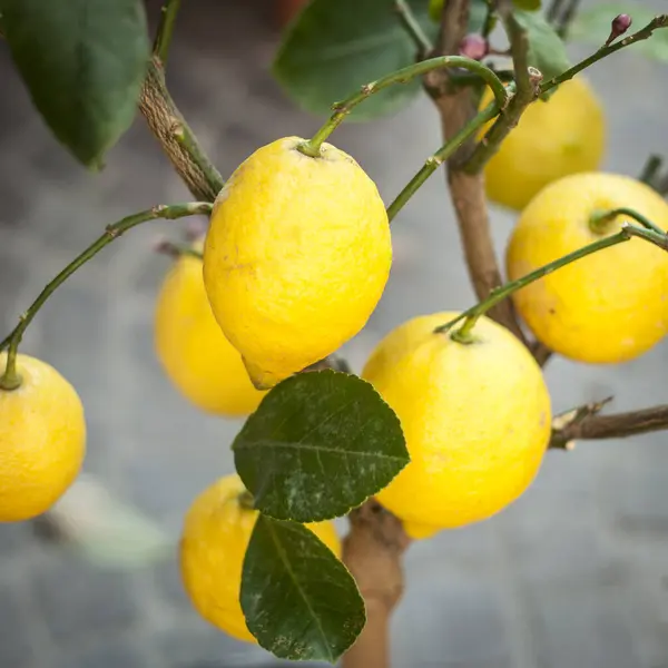 Closeup view of ripe, yellow lemons hanging from a tree, surrounded by lush green leaves under the bright sunlight, showcasing natures bounty.