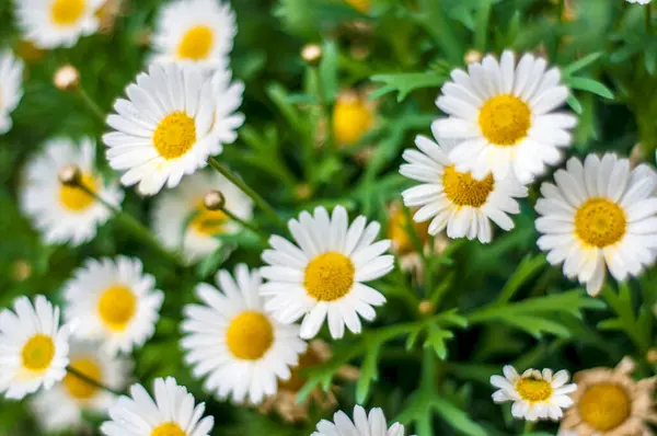 一朵盛开的白色和黄色雏菊的特写图像 在绿叶的衬托下 展现了花瓣和花瓣中心充满活力的色彩和细致的质感 图库图片