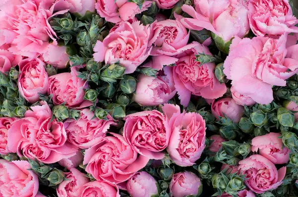 特写图像 展示一簇浓密的粉色康乃馨 理想的背景 花卉排列或花园主题的内容 图库图片