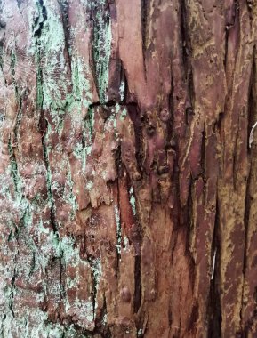 The texture of a mysterious old tree with winding cracks and moss, decorative wooden cover, forest background, ecological rare plant species