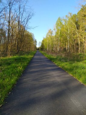 Ağaçların arasındaki asfalt yol, ormandaki bisiklet yolu.