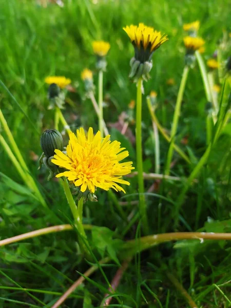 Dandelion on a green meadow, yellow dandelion flowers