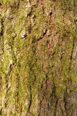 Ağaçta yeşil yosun, çam