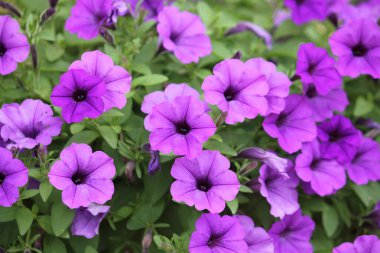 Pembe ve Mor çiçekler