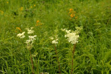 Çiçek çayırda tatlı, beyaz çiçek
