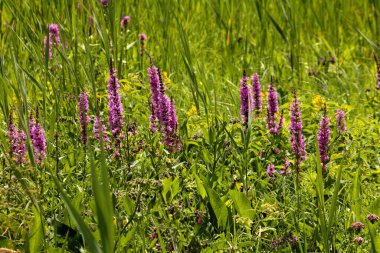 Yaygın bir gevşek, mor, çayırda pembe bir çiçek.