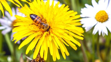 İtalyan Lazio bölgesinde nisan ayında karahindiba çiçeği taraxacum officinale bitkisi üzerinde avlanan arı, makroyu kapatır.