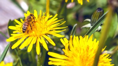 Karahindiba çiçekli taraxacum officinale bitkisi, Nisan ayında İtalyan Lazio bölgesinde, makro yakın çekim
