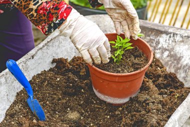 woman hands with plastic gloves planting a chili pepper seedling in a pot on a pile of potting soil in a wheelbarrow