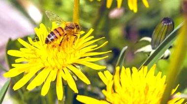 Nisanda İtalyan Lazio bölgesinde karahindiba çiçekli taraxacum officinale arı, makro yakın çekim.