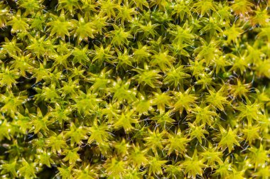 Taze yosunların makro yakın çekimi, yüksek açı görünümü, tam çerçeve resmi.