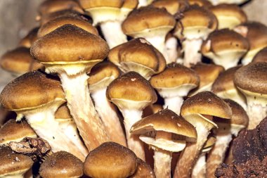 Mantarlar Armillaria ostoyae Agaricales eski bir ağaç gövdesinde yetişen bir türdür.