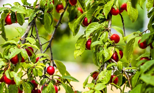 İtalyan Bölgesi Lazio kırsalındaki Avrupa erik ağacının meyveleri ve yemyeşil yaprakları Temmuz ayı başlarında