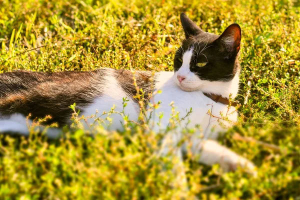 Young Domestic Black White Cat Lying Warm Grassy Field — Stock Photo, Image