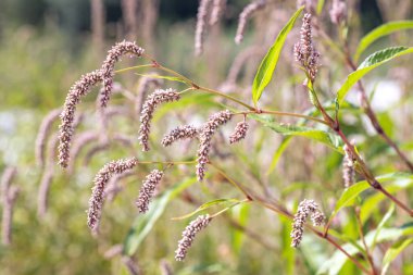 Soluk persikarya olarak bilinen Persicaria lapathifolia çiçeği, Ağustos ayında İtalyan Lazio bölgesindeki nehir kıyısında Polygonaceae familyasından bir bitki.