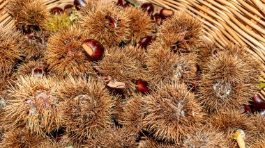 Hasır sepette kestane ve kirpi yığını, yüksek açı manzarası, yakın çekim.