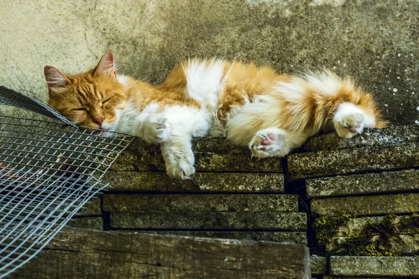 Kedi eski beton kiremitler ve bir tel örgüde uyuyor.