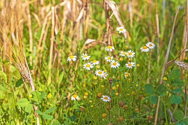 Haziran ayı sonlarında İtalyan Lazio bölgesinin kırsal kesiminde papatya bitkileri arpa tarlalarının ortasında doğal renklerde yetişir.