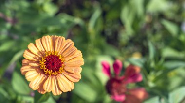 Zinnia çiçeği, papatya familyasından Asteraceae familyasından bir bitki cinsi. Ağustos ayında, İtalyan Lazio bölgesinde, makro yakın plan.