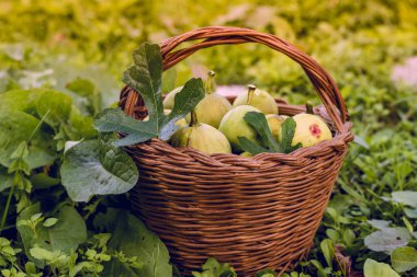 Ekim ayında İtalyan Lazio bölgesinin kırsal kesiminde çimenlik alanda incir meyveleri ve yapraklarla dolu kırsal hasır sepet..