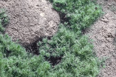 Nehrin dibindeki çamurlu yüzeyde, temiz ve şeffaf suyun altında yosun var.