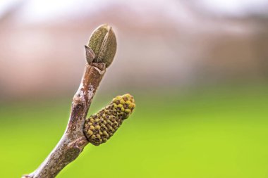 Mart ayında İtalyan Lazio bölgesinde ceviz ağacı filizlenir.