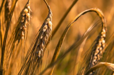 Arpa makrosu kulakları.