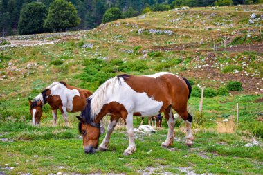 Güneydoğu Laziuo bölgesindeki İtalyan Apennine Dağları 'nın ortasındaki Prati Di Mezzo, Picinisco' da atlar.