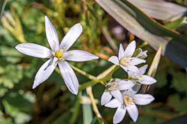 Ornithogalum umbellatum 'un beyaz çiçeği. Beytüllahim ve çimen yıldızı olarak da bilinir. Ya da öğlen uykusu.