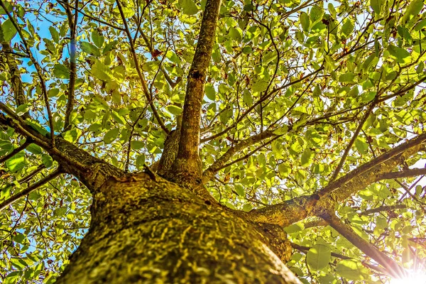 stock image bright lush foliage of walnut tree,low angle view on summer in the Italian Lazio region