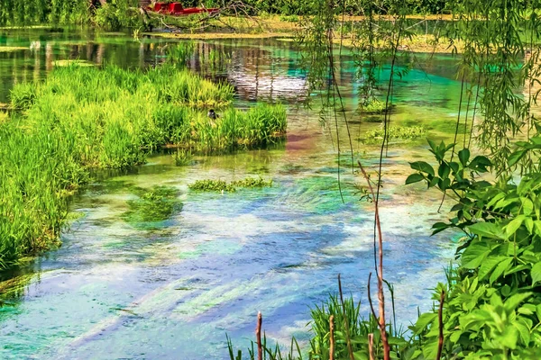 Vivida Vegetazione Lacustre Nel Lago Italiano Della Riserva Naturale Posta — Foto Stock