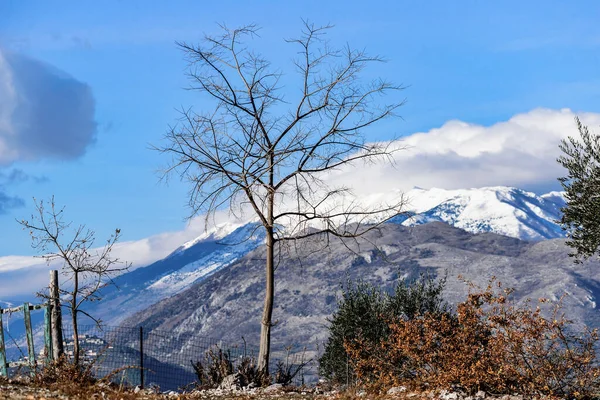 Lazio bölgesindeki İtalyan Apennine Dağları 'nda kışa karşı çıplak ağaç
