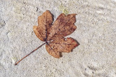 Nehrin temiz ve şeffaf su yüzeyinin altında düşen akçaağaç yaprağı, makro yakın çekim