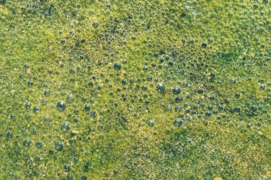 İtalya 'nın Lazio bölgesinde Eylül ayında akarsuyun çamurlu su yüzeyi, canlı organizmalar ve baloncuklar, makroyu tamamen kapatın.