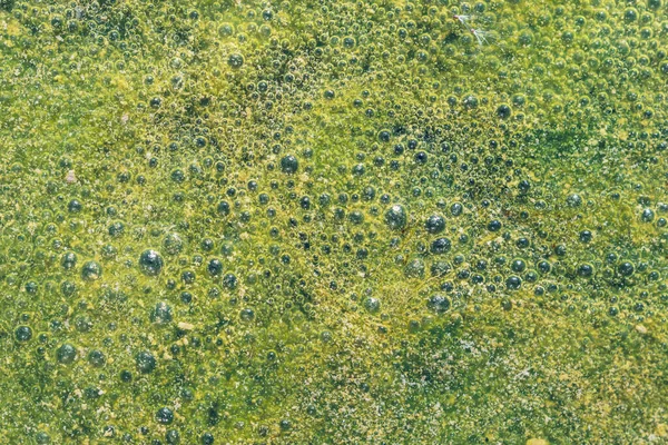 İtalya 'nın Lazio bölgesinde Eylül ayında akarsuyun çamurlu su yüzeyi, canlı organizmalar ve baloncuklar, makroyu tamamen kapatın.