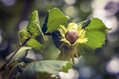 Ağustosta İtalyan Lazio bölgesinde, fındık meyveli dal çözünmüş arka planda, makro yakın plan.