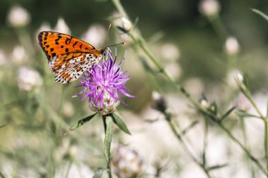Brenthis Daphne, daha az mermer sürtünme, Nymphalidae familyasından bir kelebek, Centaurea Aspera çiçekli bitki, Haziran ayında, İtalyan Lazio bölgesinde, makro yakın plan,
