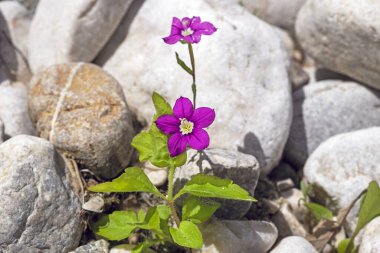 Haziran ayında Campanulaceae familyasına ait yıllık bir bitki olan Legousia speculum-veneris, Lazio bölgesinin güneydoğusundaki İtalyan Apennine Dağları 'nın ortasında, makro yakın plan,