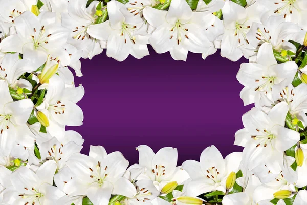 Lilium candidum,Madonna or white lily,flowering picture frame on purple color gradient background copy space
