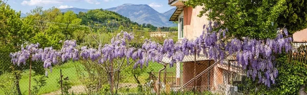 wide shot of blooming Wisteria,a plant in the legume family Fabaceae,growing on a wire mesh in late April in a rural house of the Italian Lazio region