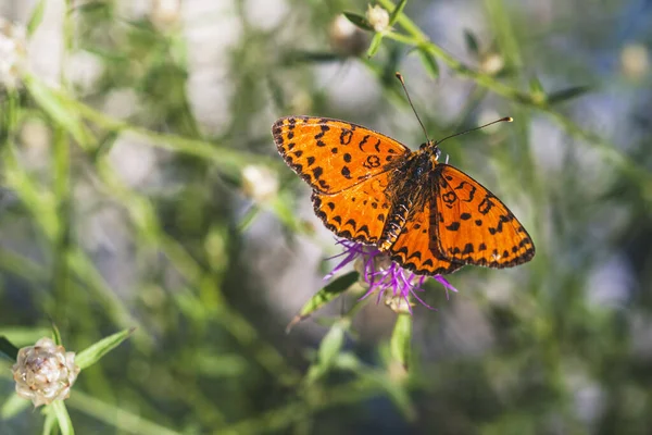 Brenthis Daphne, daha az mermer sürmeli, Nymphalidae familyasından bir kelebek, Haziran ayında İtalyan Lazio bölgesinde, makro yakın plan.