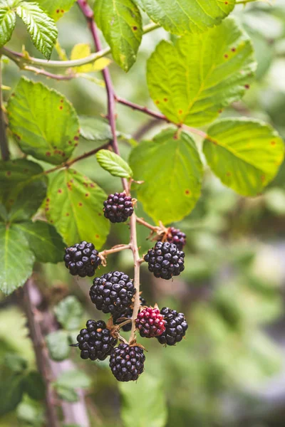 Rubus Ulmifolius Species Wild Blackberry Known Common Name Elmleaf Blackberry — Stock Photo, Image