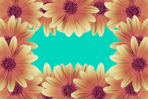 Κανονική Λουλούδι Πλαίσιο Αντίγραφο Χώρο Λουλούδια Γαλάζιο Φόντο — Φωτογραφία Αρχείου