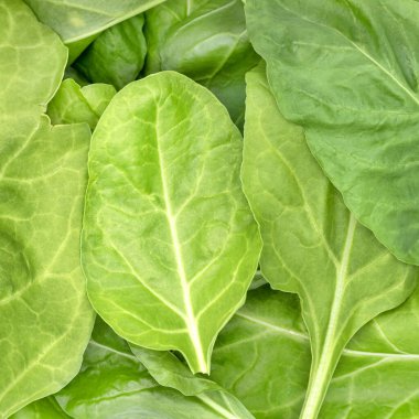 taze ve doğal Chard yaprakları, tam çerçeve, aşırı yakın çekim