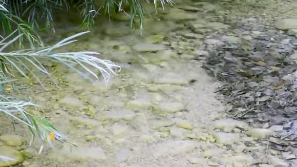 Pequeños Peces Nadan Bajo Agua Clara Transparente Del Arroyo Mollarino — Vídeo de stock