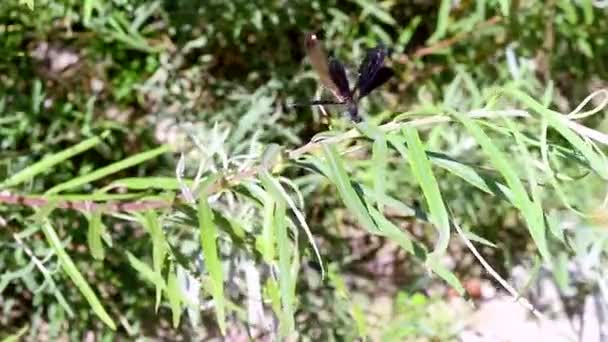 Dívčí Páření Hmyz Podřádu Zygoptera Řádu Odonata Větvi Nad Tekoucí — Stock video