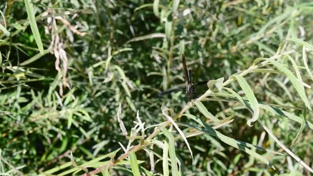 Damselves Ζευγάρωμα Έντομα Της Suborder Zygoptera Σειρά Odonata Ένα Υποκατάστημα — Αρχείο Βίντεο